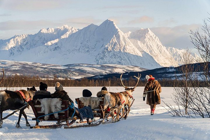 Reindeer Sledding & Feeding with Sámi Culture in Tromso