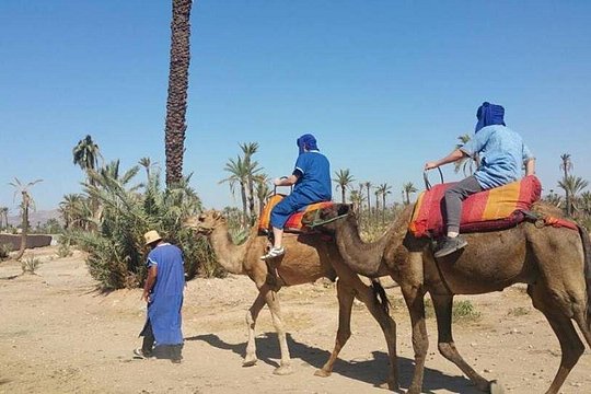 Camel Ride in Marrakech Including Moroccan Tea — photo 2