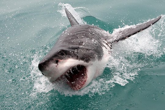 3-Days Attraction: Shark Cage Diving &Wine Tasting & Cape Peninsula — photograph 2