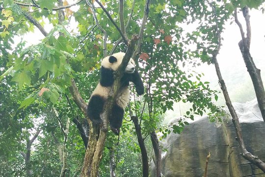 Chengdu Panda Base Half Day Tour — photograph 5