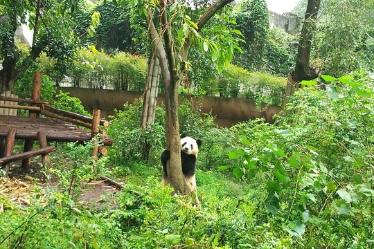 Private Half-Day Chengdu Panda Base Tour — photograph 5