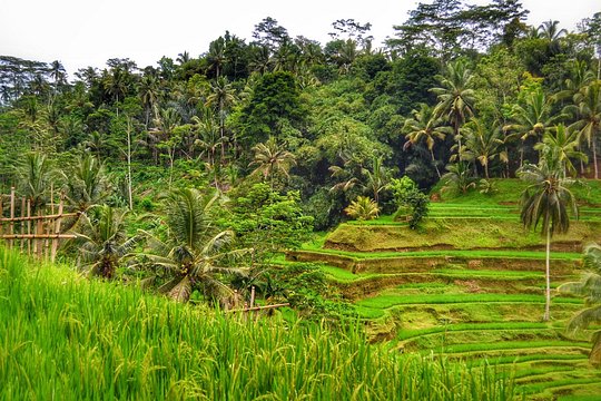 Ubud & Kintamani Private Tour — photograph 4