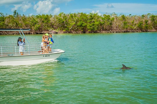 Marco Island Dolphin Sightseeing Tour — photograph 3