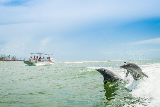 Marco Island Dolphin Sightseeing Tour — photograph 2