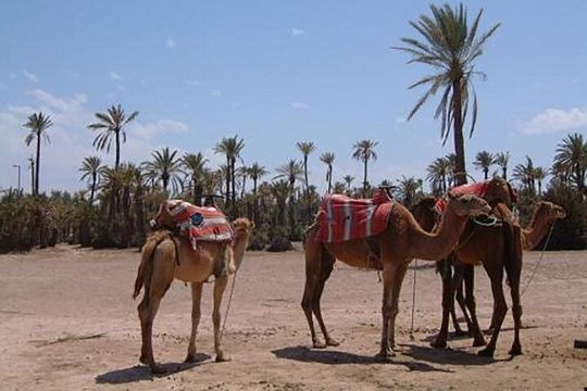 Marrakech Camel Ride Experience with Pick-up — صورة 3