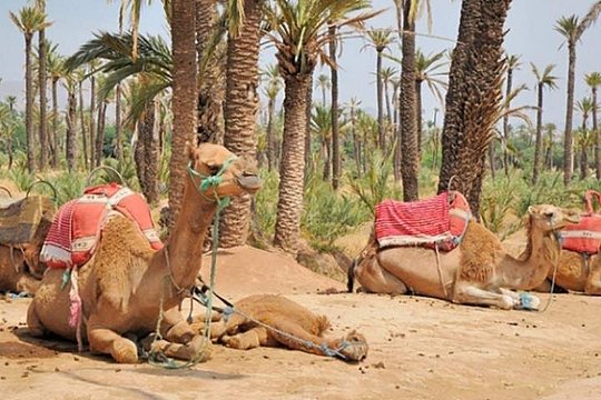 Marrakech Camel Ride Experience with Pick-up — صورة 2