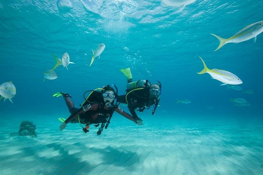 Beginners Scuba Diving Experience in Gran Canaria — photograph 4