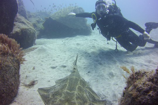 Scuba Diving Beginner's Session in Costa Adeje — billede 5