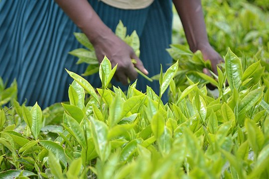 Tea Farm Tour: Kiambethu Tea — fotografia 5