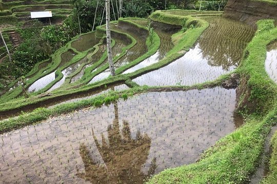 Ubud Experience — foto 4