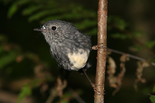One Day Birding Adventure — billede 3