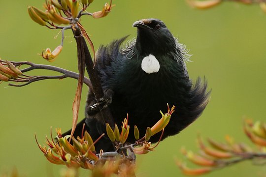 One Day Birding Adventure — billede 4