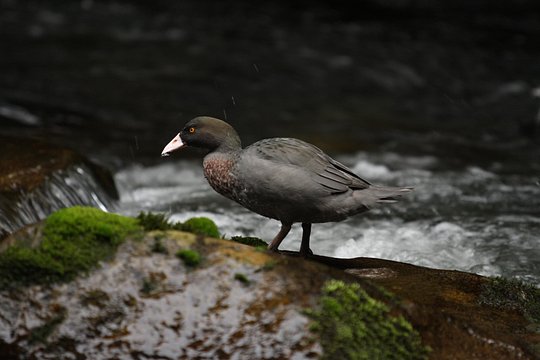 One Day Birding Adventure — billede 5