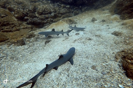 Try Scuba Diving / Basic Diver — 照片 4