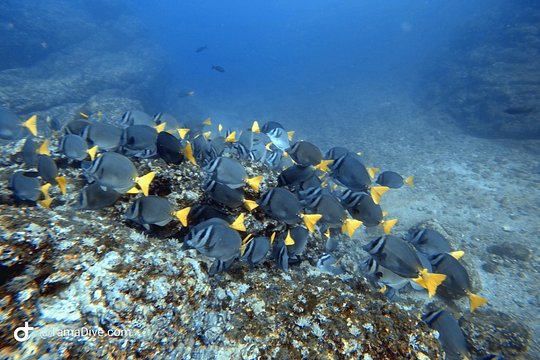 Try Scuba Diving / Basic Diver — 照片 5
