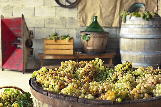 Private Grape stomping in Chianti from Florence — photograph 5
