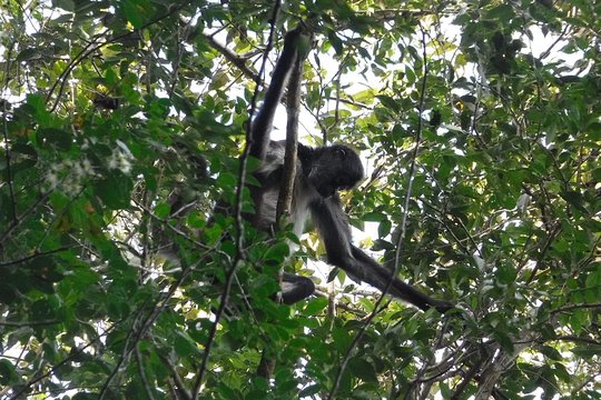 Wild Monkey 4-Hour Private Guided Tour — photograph 5