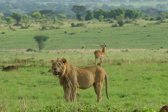 2 Day Murchison Falls National Park Big 5 Safari — photograph 3