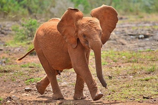 Elephant Orphanage & Giraffe Centre Tour — foto 2
