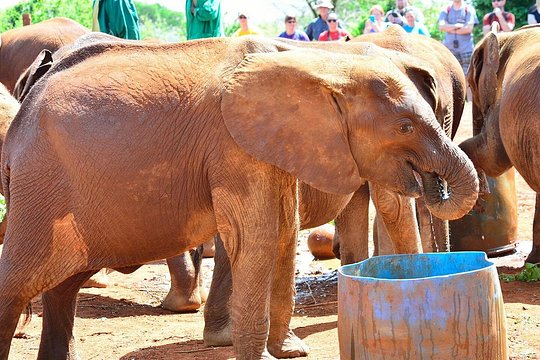 Elephant Orphanage & Giraffe Centre Tour — foto 5