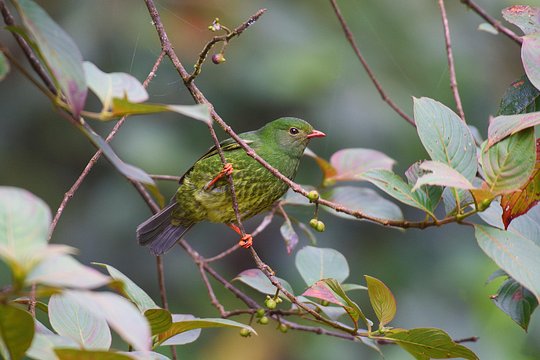 Birdwatching day at Chicaque Cloud Forest. — photograph 5