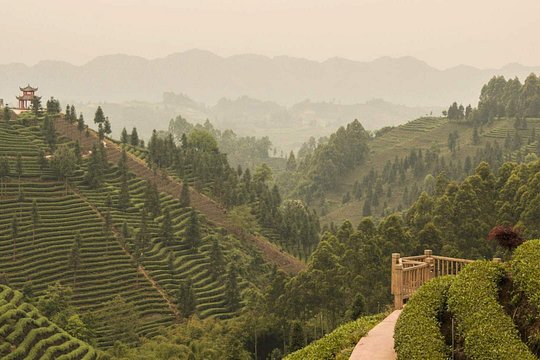 1 Day Tea Trip in Mount Mengding with Tea Making Experience — photograph 2