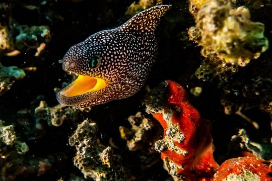 Introduction diving at Coral Reef with Instructor - 40 minutes — photograph 2