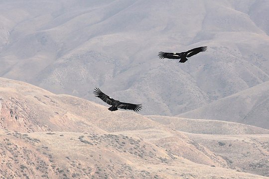 Condor Tour from Cusco - 1 Day — photograph 4