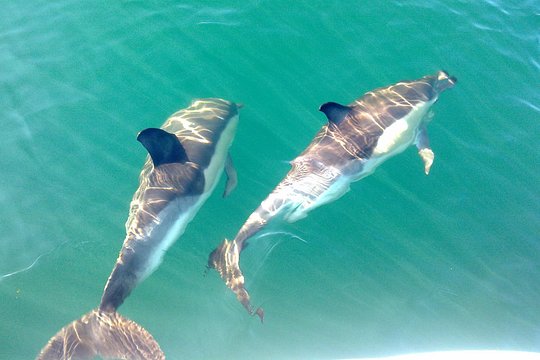 Dolphin Watching from Olhão — 照片 2