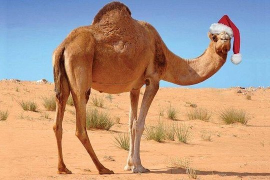 Camel riding in marrakech — foto 4