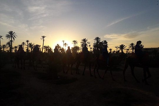 Camel riding in marrakech — foto 5