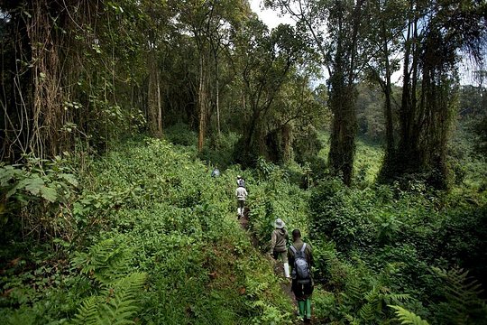 1-Day Bisoke Volcano Hiking Experience — photograph 4