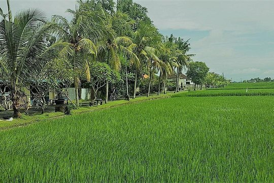 Kaba Kaba Reason for Harmony Cycling — Foto 3