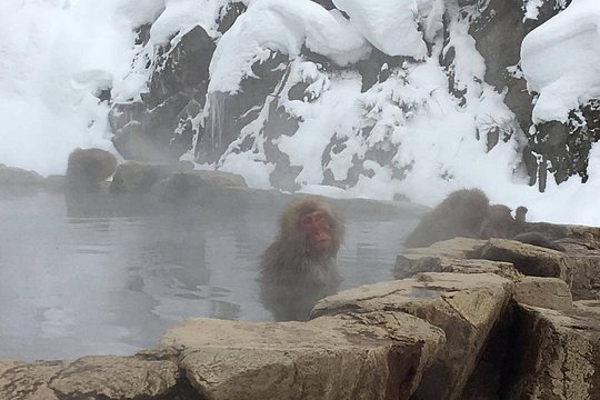 Explore Jigokudani Snow Monkey Park with a Local Guide — Foto 5