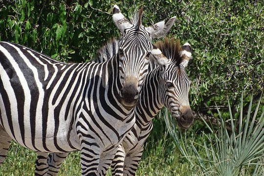 Rhino Walking Safari Experience- MINIMUM 2 PEOPLE — 写真5