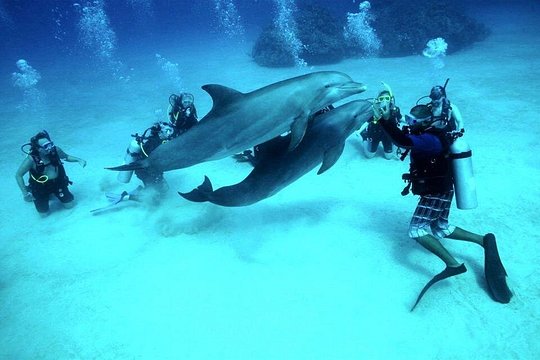 Hurghada: 6-Hour Dive Trip with Two Dive Sites — foto 5