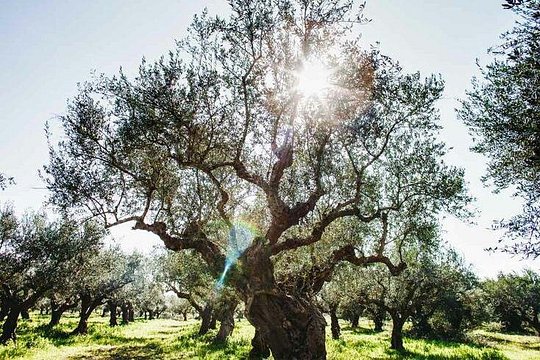 Olive Tour & Tasting — 사진 3