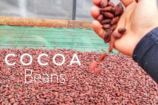 Cocoa and Cloud Forest private full day tour — photograph 4