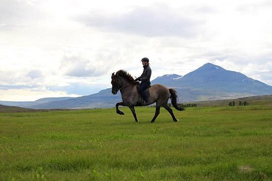 Exclusive Riding Program for Advanced Horse Riders - Give Me 5! - 2 to 3 hours — foto 5