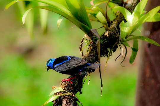 Arenal Volcano Bird Watching Experience — photograph 2