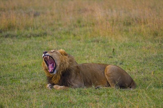 1 Day Olpajeta Conservancy From Nairobi (minimum 2 Pax) — photograph 2