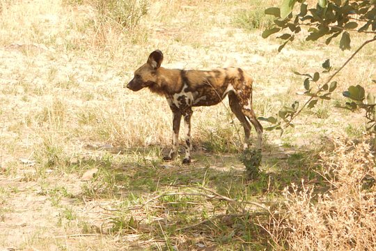 3-Day Moremi Game Reserve- by Walking Stick Safaris — photograph 2