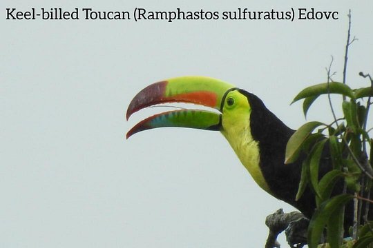 Monteverde Birdwatching Guided Tour — billede 3