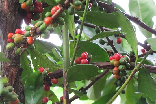 Spice and Fruit Tour — billede 3