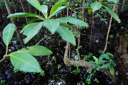 Tour to Jozani Forest — photograph 2