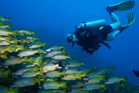 Maui Certified Shore Diving from Lahaina — photograph 3