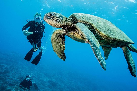 Maui Certified Shore Diving from Lahaina — photograph 2
