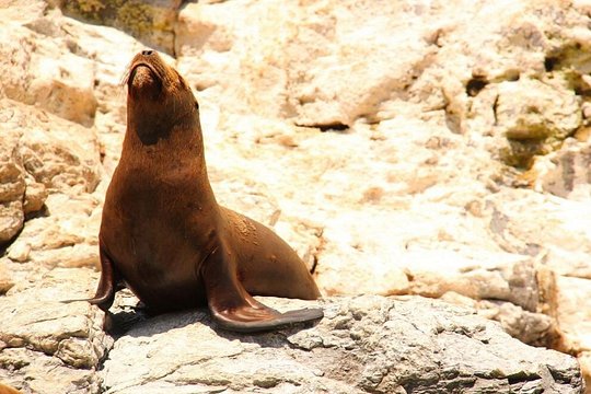 Land's End Sightseeing Boat Tour in Los Cabos — photograph 5