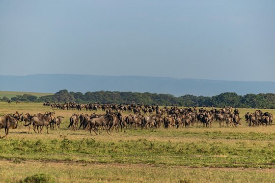 5 Days Wildebeest Migration Safari — photograph 2