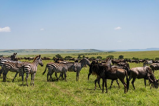 5 Days Wildebeest Migration Safari — photograph 3